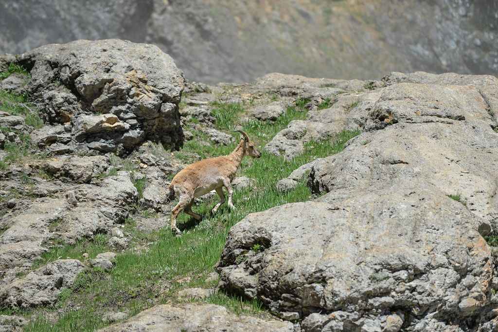 Tunceli'de yaban hayat görüntülendi 